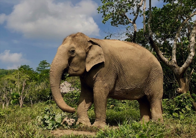 Phuket Elephant Sanctuary / v[PbgGt@gTN`AŐۂ