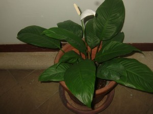 廊下の所々に植木が置いてありやわらかい印象があります。
