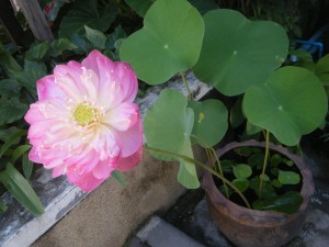 昨日つぼみだった蓮の花がさきました！