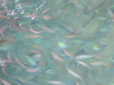 ピピ島の魚たち