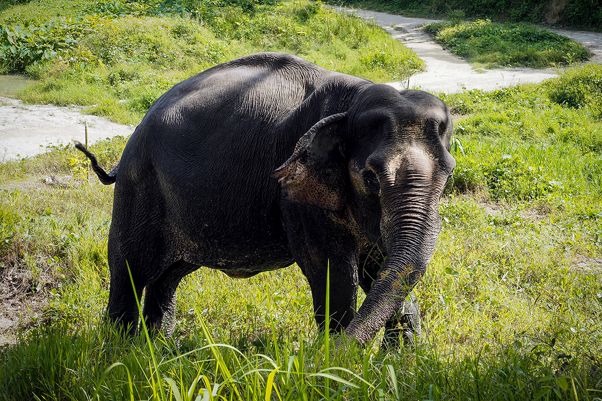 Phuket Elephant Sanctuary / v[PbgGt@gTN`AŐۂ