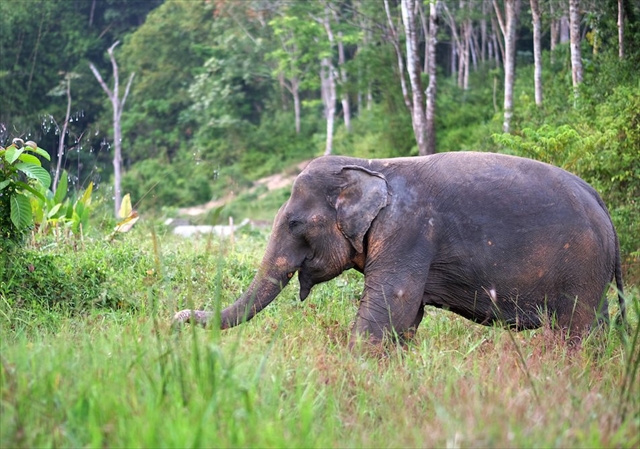 Phuket Elephant Sanctuary / v[PbgGt@gTN`AŐۂ