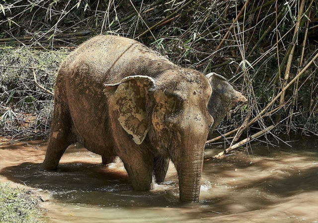 Phuket Elephant Sanctuary / v[PbgGt@gTN`AŐۂ