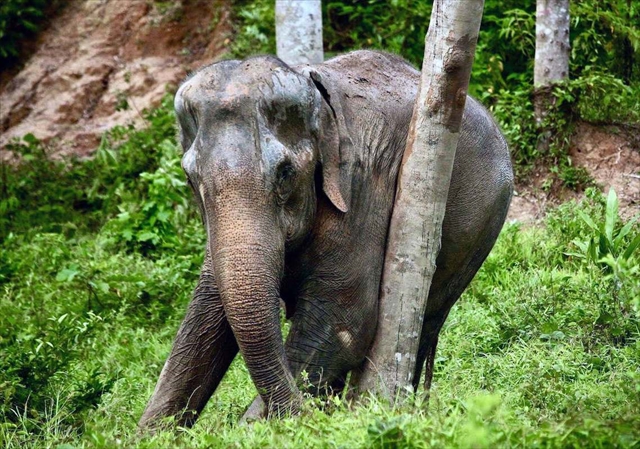 Phuket Elephant Sanctuary / v[PbgGt@gTN`AŐۂ