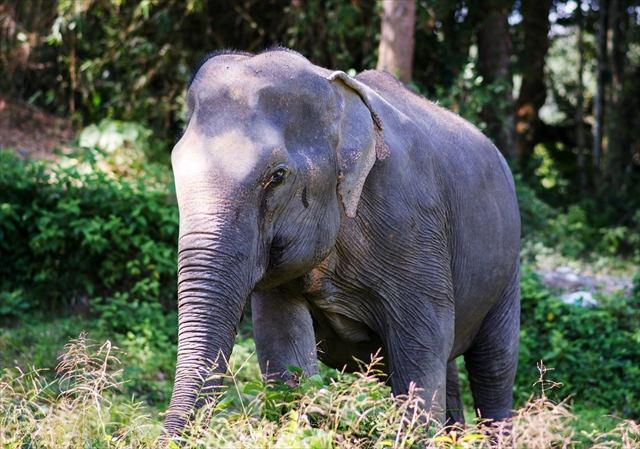 Phuket Elephant Sanctuary / v[PbgGt@gTN`AŐۂ