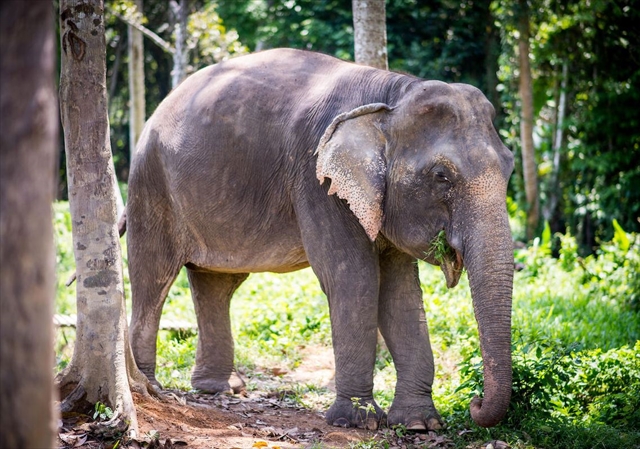 Phuket Elephant Sanctuary / プーケットエレファントサンクチュアリで生活する象たち