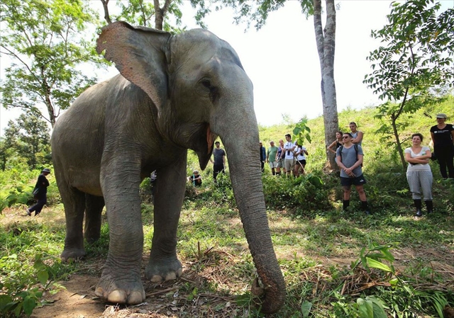 Phuket Elephant Sanctuary / v[PbgGt@gTN`AŐۂ