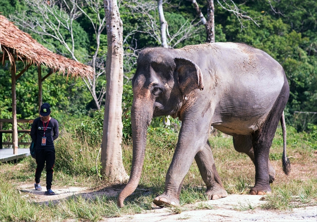 Phuket Elephant Sanctuary / v[PbgGt@gTN`AŐۂ