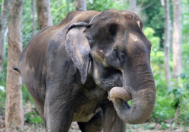 Phuket Elephant Sanctuary / v[PbgGt@gTN`AŐۂ