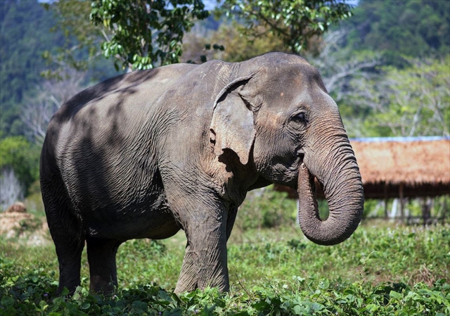 Phuket Elephant Sanctuary / v[PbgGt@gTN`AŐۂ