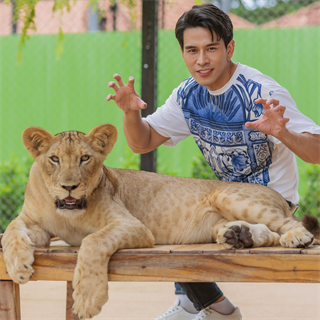 ミディアムライオン(生後12～18か月)