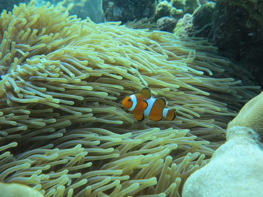 ピピ島の魚たち