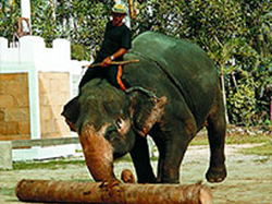 プーケット動物園