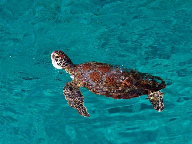 カタマラン船で行くシミラン島ツアー