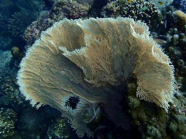 カタマラン船で行くシミラン島ツアー