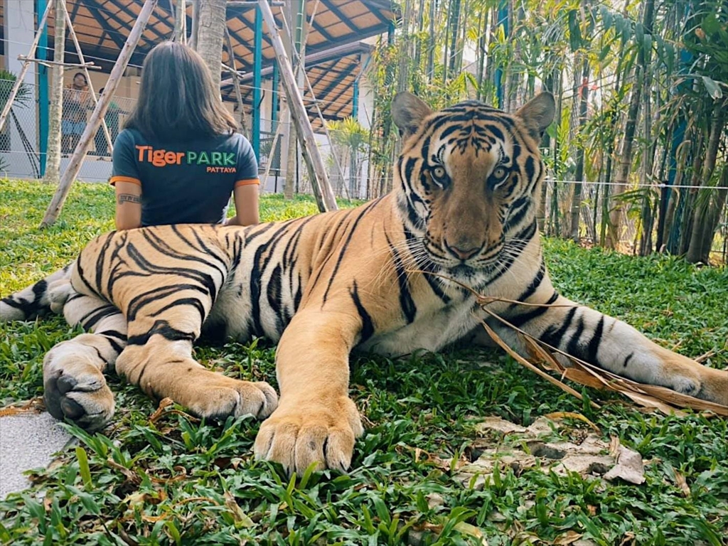 タイガー パーク プーケット