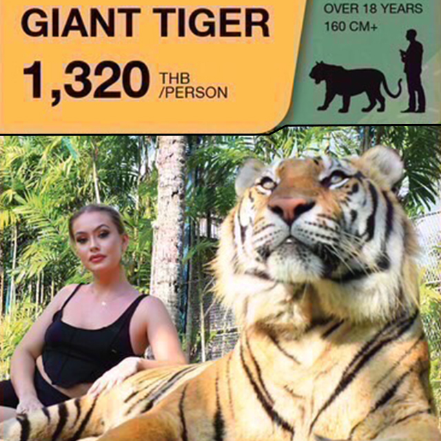 タイガーパーク ジャイアントタイガー