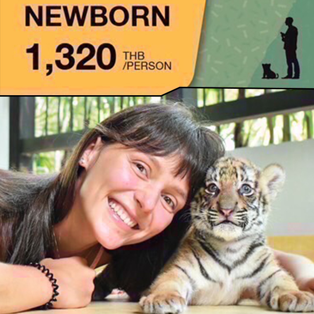 タイガーパーク 生まれたてのタイガー