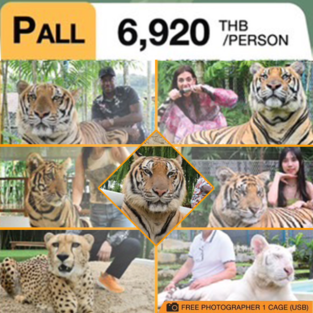 タイガーパーク 6種類のタイガー(トラ)＆チーターと撮影が楽しめるパッケージ