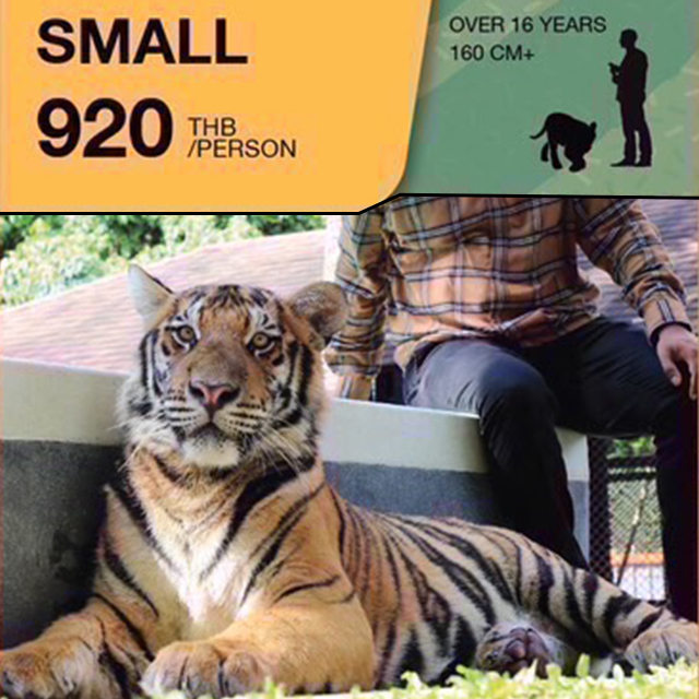 スモールタイガー(SMALL TIGER)