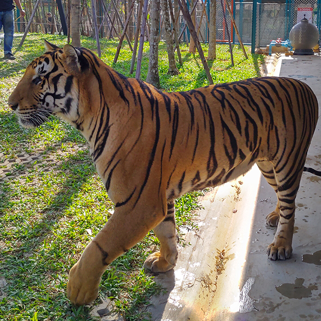 タイガーパーク ウォークアラウンド