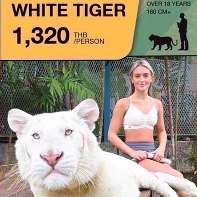 タイガーパーク ホワイトタイガー