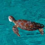 2階建てカタマラン(双胴船)でゆくシミラン島ツアー 　