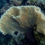 2階建てカタマラン(双胴船)でゆくシミラン島ツアー 　