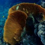 2階建てカタマラン(双胴船)でゆくシミラン島ツアー 　