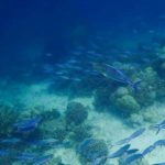 2階建てカタマラン(双胴船)でゆくシミラン島ツアー 　