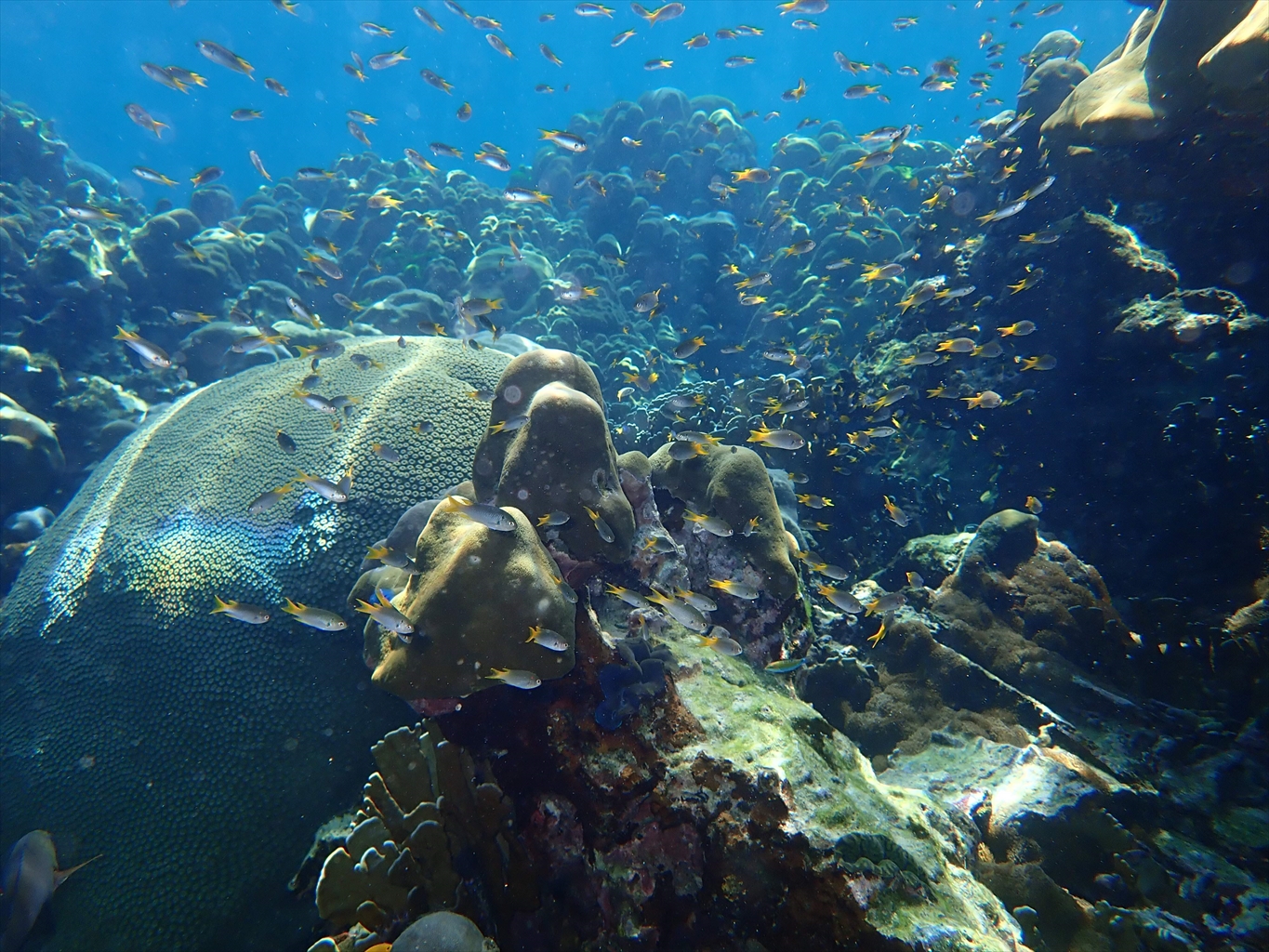 期間限定ツアー・ロック島+ハー島ツアーの紹介(その1)