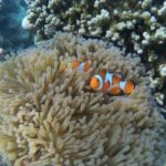 スリン諸島ツアー 2025年10月15日より催行スタート!!