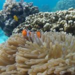 スリン諸島ツアー 2025年10月15日より催行スタート!!