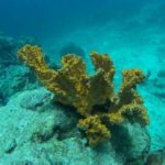 スリン諸島ツアー 2025年10月15日より催行スタート!!