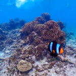 2階建てカタマラン(双胴船)でゆくシミラン島ツアー 　