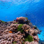 2階建てカタマラン(双胴船)でゆくシミラン島ツアー 　