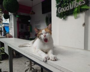 ロイヤルパラダイス周辺に住んでいる猫