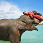 エレファントスイム