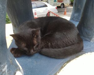 ロイヤルパラダイス周辺に住んでいる猫たち