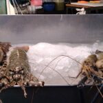 最近のプーケットタウンにあるローカルマーケット・Chillva Market (チルバ マーケット) の風景です。