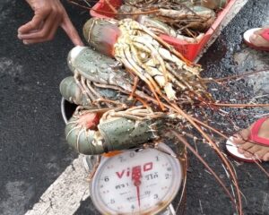 プーケット島内で見かける鮮魚の移動販売