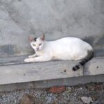 2022年11月20日・プーケット島・シャロン湾の風景