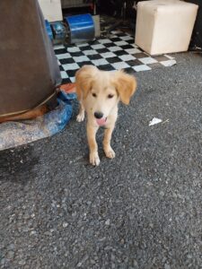 シャロンの期間限定ナイトマーケット ( 2月14日～23日 )