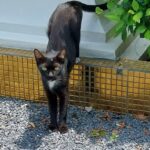 ワット ラティ ワナーラーム / Wat Ladthiwanaram