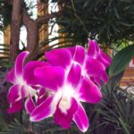 ワット ラティ ワナーラーム / Wat Ladthiwanaram