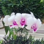 ワット ラティ ワナーラーム / Wat Ladthiwanaram