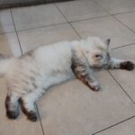 プーケット島・プーケットタウン(Thalang RD,Soi Rommani)・夜の風景