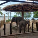 エレファントスイム / アオポー