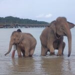 エレファントスイム / アオポー