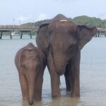 エレファントスイム / アオポー